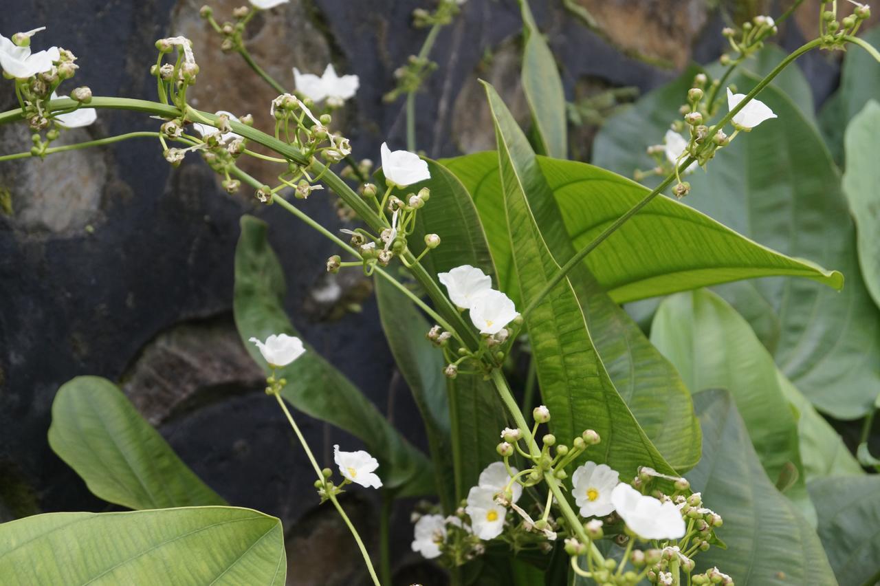 Sasak Lebung Home Senggigi Buitenkant foto